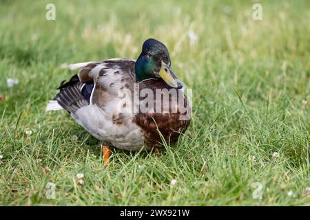 Un mâle (drake) Mallard (Anas platyrhynchos) debout sur l'herbe. Banque D'Images