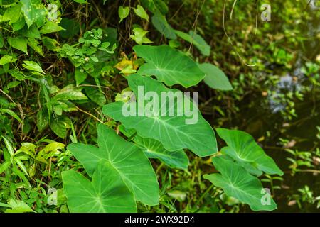 Taro laisse des plantes qui poussent dans une forêt Banque D'Images