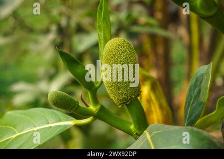 Young Jackfruit vue rapprochée Banque D'Images