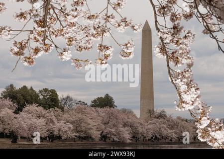 Washington, États-Unis. 28 mars 2024. Des cerisiers en fleurs sont vus par le Tidal Basin à Washington, DC le 28 mars 2024. Alors que la floraison se termine par temps venteux, les pétales ont commencé à tomber. (Photo de Aaron Schwartz/Sipa USA) crédit : Sipa USA/Alamy Live News Banque D'Images