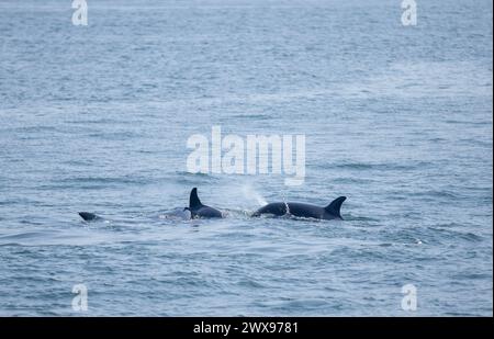 Orcas milieu de gamme Banque D'Images