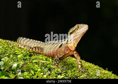 Le dragon d'eau australien, qui comprend le dragon d'eau de l'est et la sous-espèce de dragon d'eau du Gippsland, est une espèce arboricole d'agamide indigène Banque D'Images