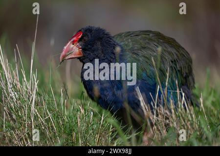 Takahe de l'île du Sud (Porphyrio hochstetteri) de Nouvelle-Zélande mangeant de l'herbe sur l'île Tiritiri Matangi Banque D'Images