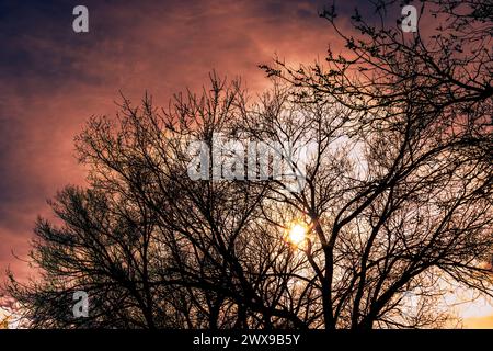 Un soleil fort brille à travers les branches d'un groupe d'arbres. Banque D'Images