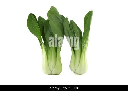 Bok choy, également connu sous le nom de pak choi ou Pok choi type de chou chinois isolé sur fond blanc Banque D'Images