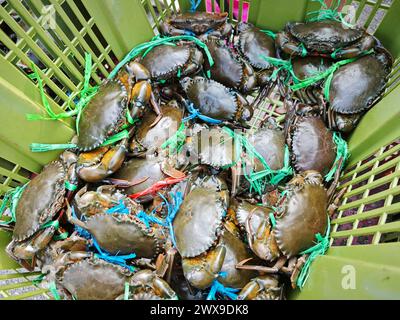 boue vivante ou crabes de mangrove à vendre dans le panier. Banque D'Images