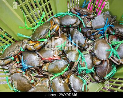 boue vivante ou crabes de mangrove à vendre dans le panier. Banque D'Images