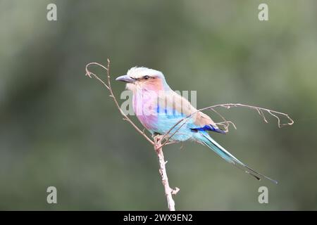 Coracias caudatus est un oiseau africain de la famille des coraciidae. Cette photo a été prise dans le parc national Kruger. Banque D'Images