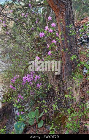 Rhododendron dauricum buissons avec des fleurs (noms populaires bagulnik ; maralnik) dans la forêt de pins de l'Altaï sur la rive de la rivière Katun. Printemps. Banque D'Images