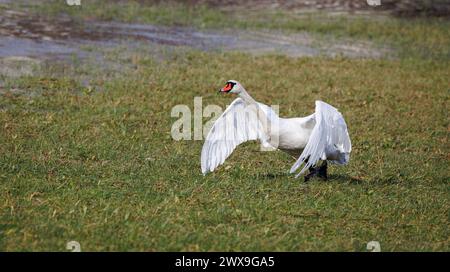 cygne blanc sur l'herbe, commencer à décoller Banque D'Images