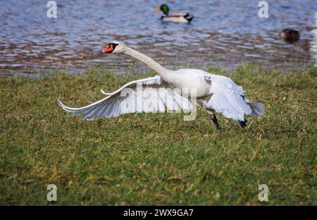 cygne blanc sur l'herbe, commencer à décoller avec les ailes larges ouvertes Banque D'Images