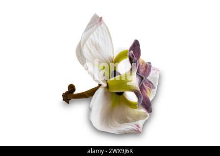 Gros plan de la fleur unique de Mitrephora sirikitiae la fleur rare dans la forêt tropicale de haute altitude dans le nord de la Thaïlande isolé sur fond blanc avec Banque D'Images