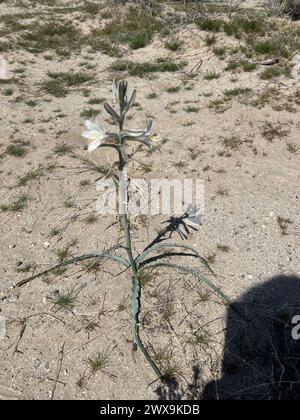 Desert Superbloom et fleurs sauvages Banque D'Images