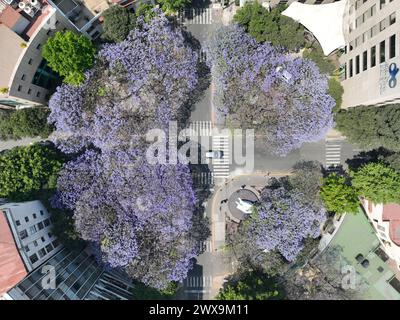 Mexico, Mexique. 28 mars 2024. Une photo de drone aérien montre des jacaranda en fleurs à Mexico, Mexique, le 28 mars 2024. Crédit : Francisco Canedo/Xinhua/Alamy Live News Banque D'Images