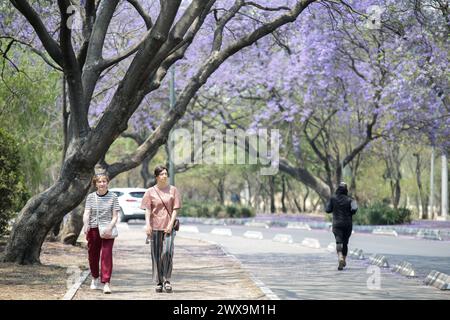 Mexico, Mexique. 28 mars 2024. Les gens marchent sous des jacaranda fleuris dans un parc à Mexico, Mexique, le 28 mars 2024. Crédit : Francisco Canedo/Xinhua/Alamy Live News Banque D'Images