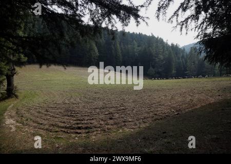 Pulwama, Jammu-et-Cachemire, Inde. 27 mars 2024. Déforestation et empiétement dans la forêt de Yarwan dans le bloc de Keller dans le district de Shopian au Sud-Cachemire. (Crédit image : © Nisar ul Haq/Pacific Press via ZUMA Press Wire) USAGE ÉDITORIAL SEULEMENT! Non destiné à UN USAGE commercial ! Banque D'Images