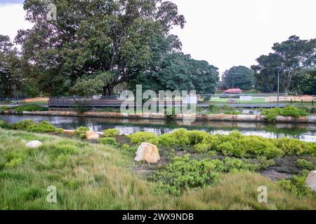 Glebe, Sydney, Australie, zones humides le long de Johnstons Creek entre Federal Park et Jubilee Park, NSW, Australie 2024 Banque D'Images