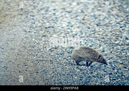 Hedgehog traverse une route graveleuse devant une voiture en mouvement. Prise de vue à travers le pare-brise. Les hérissons sont le groupe de mammifères le plus tué par les automobilistes Banque D'Images
