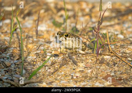 Le crapaud variable (Bufo viridis) chasse les petits insectes dans les dunes des steppes Banque D'Images