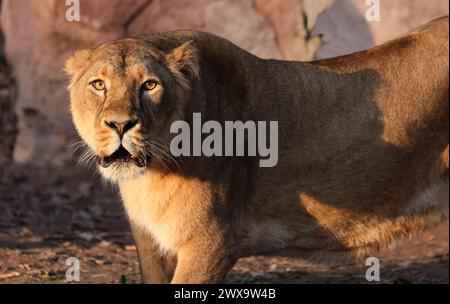 Nürnberg, Tiergarten, Zoo, Löwin, Bayern, zoo de Nürnberg, zoo de Löwe, Löwe, Löwenfamilie, Löwenbaby, Raubkatzen. Zoo de Schöner à Nürnberg Banque D'Images