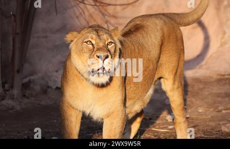 Nürnberg, Tiergarten, Zoo, Löwin, Bayern, zoo de Nürnberg, zoo de Löwe, Löwe, Löwenfamilie, Löwenbaby, Raubkatzen. Zoo de Schöner à Nürnberg Banque D'Images