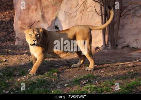 Nürnberg, Tiergarten, Zoo, Löwin, Bayern, zoo de Nürnberg, zoo de Löwe, Löwe, Löwenfamilie, Löwenbaby, Raubkatzen. Zoo de Schöner à Nürnberg Banque D'Images