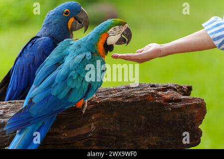 Femme nourrissant l'aras bleu et jaune (Ara ararauna) oiseau à portée de main Banque D'Images