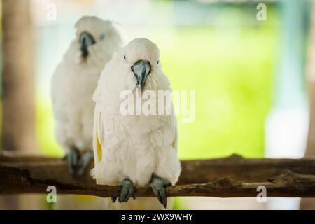 Paire de corella Tanimbar (Cacatua goffiniana) également connue sous le nom de cacatoès de Goffin sur une branche d'arbre en bois Banque D'Images