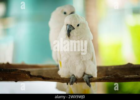 Paire de corella Tanimbar (Cacatua goffiniana) également connue sous le nom de cacatoès de Goffin sur une branche d'arbre en bois Banque D'Images