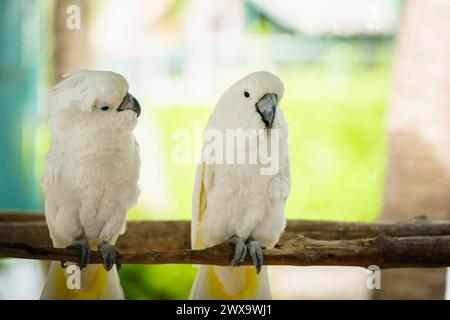 Paire de corella Tanimbar (Cacatua goffiniana) également connue sous le nom de cacatoès de Goffin sur une branche d'arbre en bois Banque D'Images