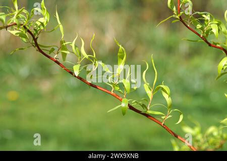 Gros plan de brindilles torsadées avec des feuilles nouvellement germées de saule tire-bouchon (Salix matsudana 'tortuosa'). Printemps, mars, pays-Bas Banque D'Images