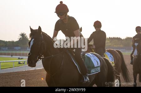 Hippodrome de Meydan, Dubaï, Émirats arabes Unis, vendredi 29 mars 2024 ; Auguste Rodin, candidat au Sheema Classic, et son coureur, participent aux travaux sur piste à l'hippodrome de Meydan, en prévision de la rencontre de la Coupe du monde de Dubaï le samedi 30 mars 2024. Crédit JTW Equine images / Alamy Live News Banque D'Images