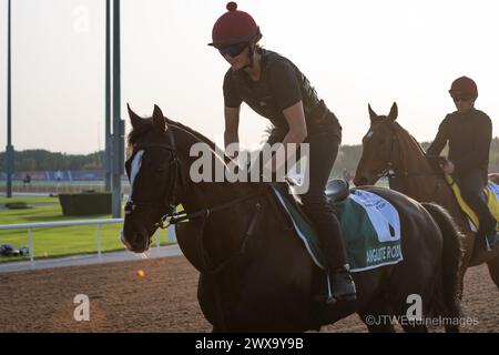 Hippodrome de Meydan, Dubaï, Émirats arabes Unis, vendredi 29 mars 2024 ; Auguste Rodin, candidat au Sheema Classic, et son coureur, participent aux travaux sur piste à l'hippodrome de Meydan, en prévision de la rencontre de la Coupe du monde de Dubaï le samedi 30 mars 2024. Crédit JTW Equine images / Alamy Live News Banque D'Images