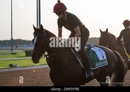 Hippodrome de Meydan, Dubaï, Émirats arabes Unis, vendredi 29 mars 2024 ; Auguste Rodin, candidat au Sheema Classic, et son coureur, participent aux travaux sur piste à l'hippodrome de Meydan, en prévision de la rencontre de la Coupe du monde de Dubaï le samedi 30 mars 2024. Crédit JTW Equine images / Alamy Live News Banque D'Images