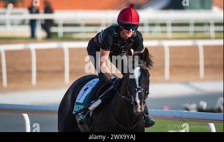 Hippodrome de Meydan, Dubaï, Émirats arabes Unis, vendredi 29 mars 2024 ; Auguste Rodin, candidat au Sheema Classic, et son coureur, participent aux travaux sur piste à l'hippodrome de Meydan, en prévision de la rencontre de la Coupe du monde de Dubaï le samedi 30 mars 2024. Crédit JTW Equine images / Alamy Live News Banque D'Images