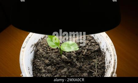 germe de citron avec deux premières feuilles poussant dans une tasse en plastique blanc avec une terre sombre sous une lampe d'intérieur avec une ampoule à économie d'énergie Banque D'Images