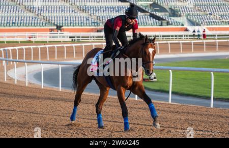 Hippodrome de Meydan, Dubaï, Émirats arabes Unis, vendredi 29 mars 2024 ; Newgate, candidat à la Coupe du monde de Dubaï, et son coureur, participent aux travaux sur piste à l'hippodrome de Meydan, en prévision de la rencontre de la Coupe du monde de Dubaï le samedi 30 mars 2024. Crédit JTW Equine images / Alamy Live News Banque D'Images