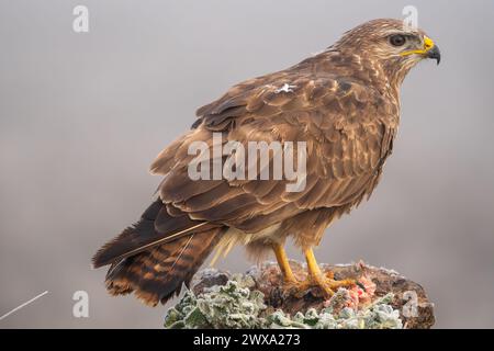 Beau portrait d'une buzzard en totale liberté avec végétation dans un champ en Espagne par une journée de brouillard dense Banque D'Images