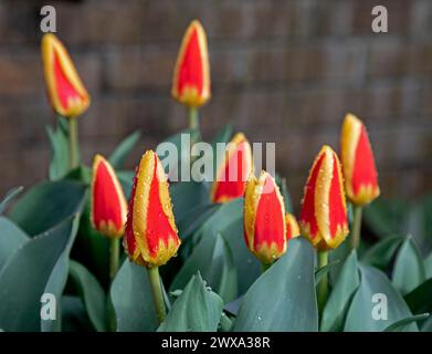 Édimbourg, Écosse, Royaume-Uni. 29 mars 2024. Averses de pluie à nouveau pour commencer le vendredi Saint avec de brèves périodes ensoleillées. Fleurs colorées de bulbes Tulip Stresa de Keukenhof en Hollande poussant dans un jardin domestique écossais couvert de gouttes de pluie provenant des douches nocturnes. Credit : Arch White/Alamy Live news. Banque D'Images