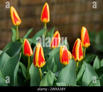 Édimbourg, Écosse, Royaume-Uni. 29 mars 2024. Averses de pluie à nouveau pour commencer le vendredi Saint avec de brèves périodes ensoleillées. Fleurs colorées de bulbes Tulip Stresa de Keukenhof en Hollande poussant dans un jardin domestique écossais couvert de gouttes de pluie provenant des douches nocturnes. Credit : Arch White/Alamy Live news. Banque D'Images