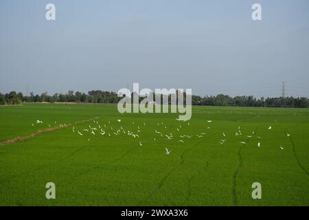 Rizières vietnamiennes typiques avec White Birds Flying Banque D'Images