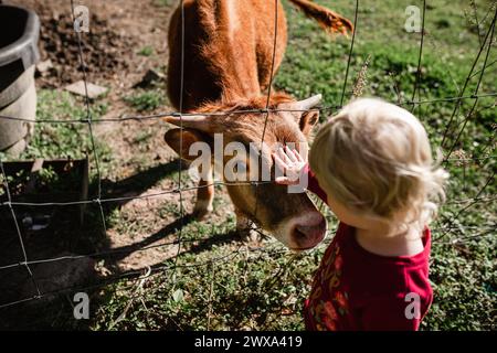 Bébé caressant le veau longhorn à travers la clôture Banque D'Images