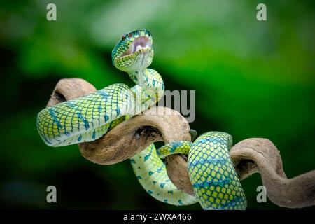 Serpent venimeux sur la branche Banque D'Images