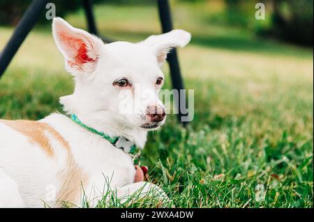 Petit chihuahua blanc mélange chien couché dans l'herbe dans un parc Banque D'Images