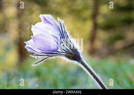 Fleur sauvage pasqueflower pourpre gros plan dans la forêt avec bokeh Banque D'Images