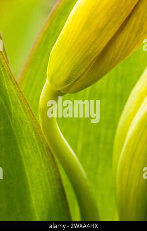 Gros plan artistique de fleurs sauvages de lys jaunes Banque D'Images