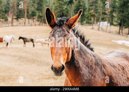 Cheval de près avec d'autres chevaux dans les distances Banque D'Images