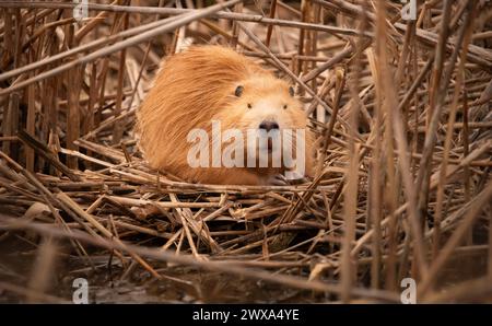 Une rivière albinos nutria assis sur la rive de la rivière dans les roseaux Banque D'Images