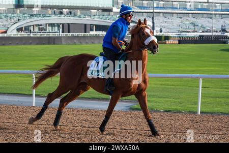 Hippodrome de Meydan, Dubaï, Émirats arabes Unis, vendredi 29 mars 2024 ; Sisfahan, le concurrent Sheema Classic, et son coureur, participent au travail sur piste à l'hippodrome de Meydan, en prévision de la rencontre de la Coupe du monde de Dubaï le samedi 30 mars 2024. Crédit JTW Equine images / Alamy Live News Banque D'Images