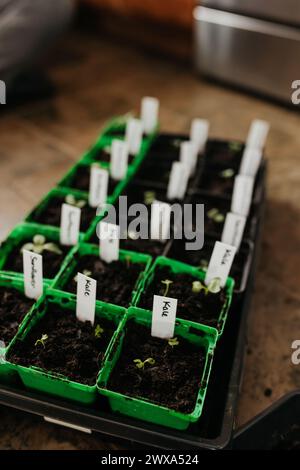 Gros plan sur les pousses de chou frisé fraîchement plantées dans les pots des producteurs à l'intérieur Banque D'Images
